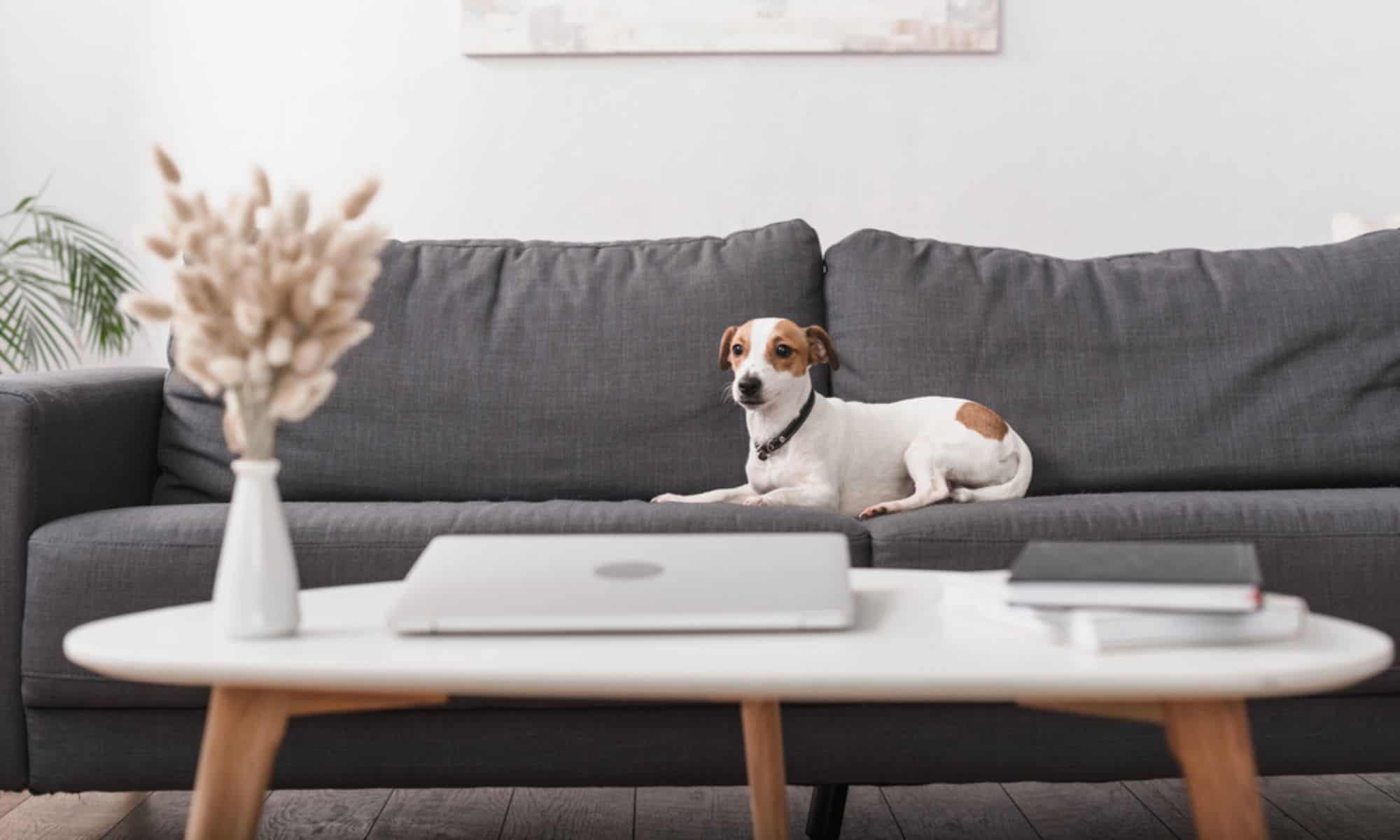 the Checklist for launching a Flourishing Pet Business